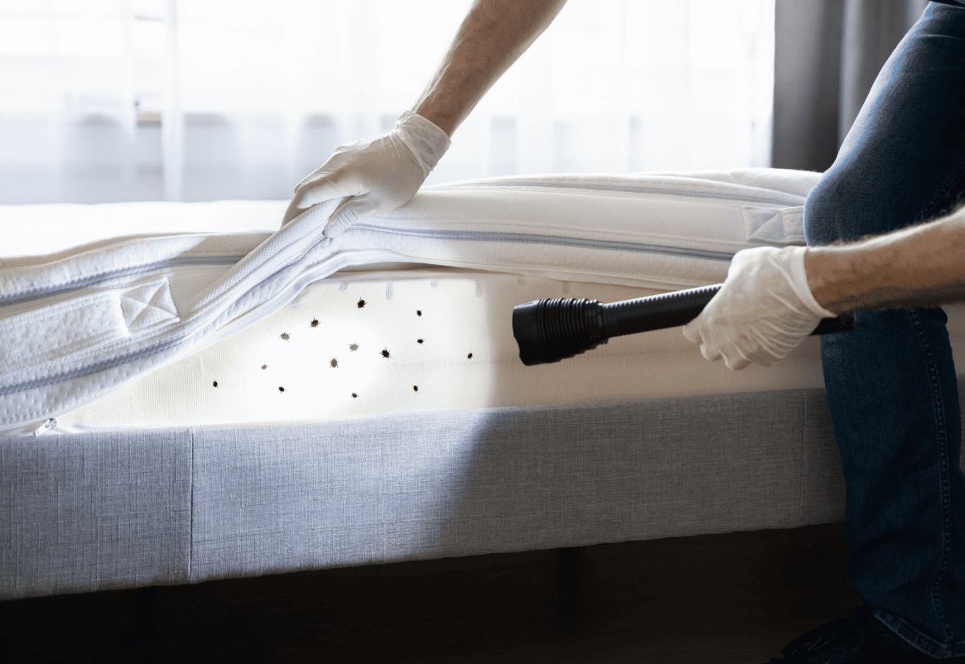 Détection de punaises de lit au niveau du matelas