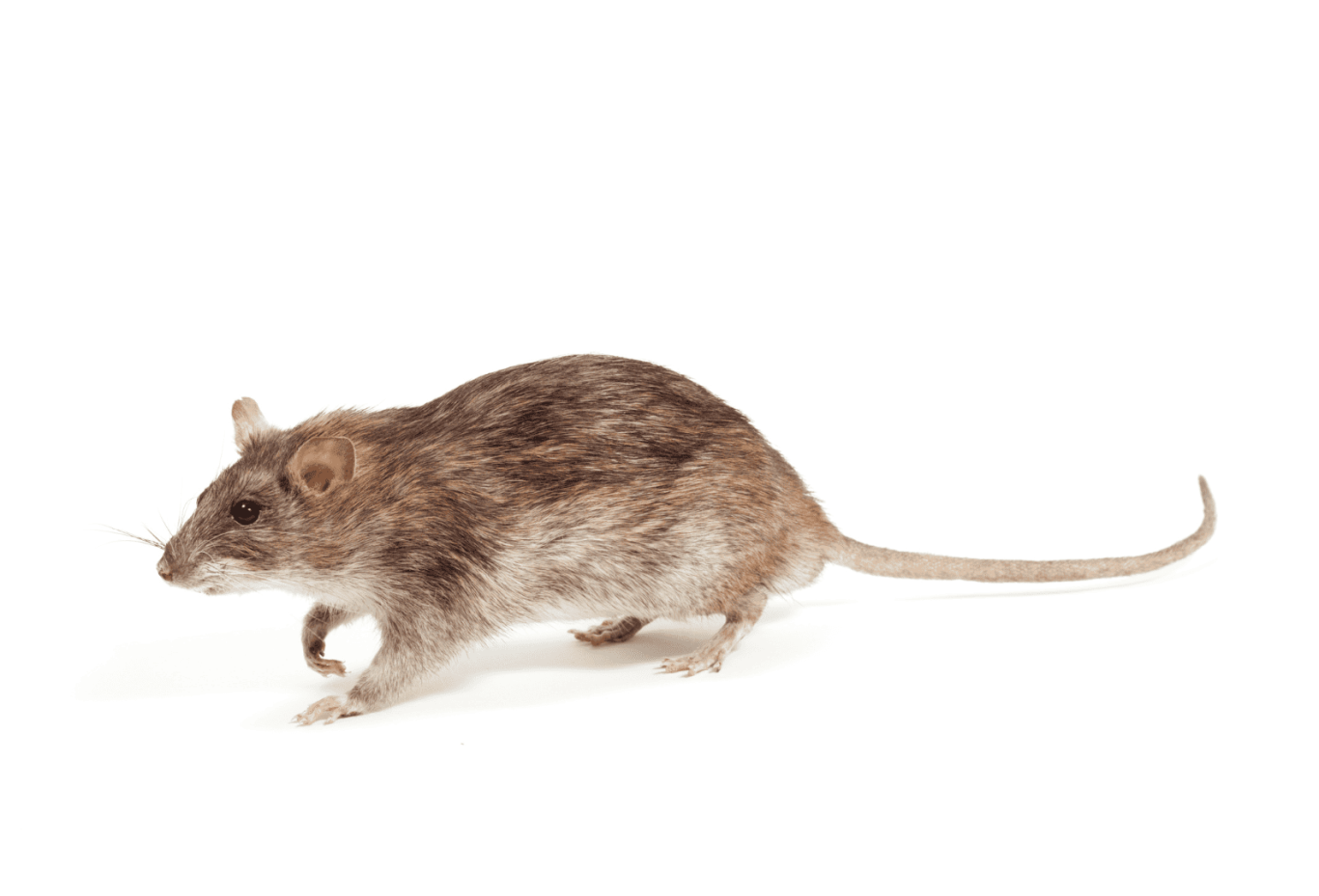 Image d'un rat brun sur fond blanc