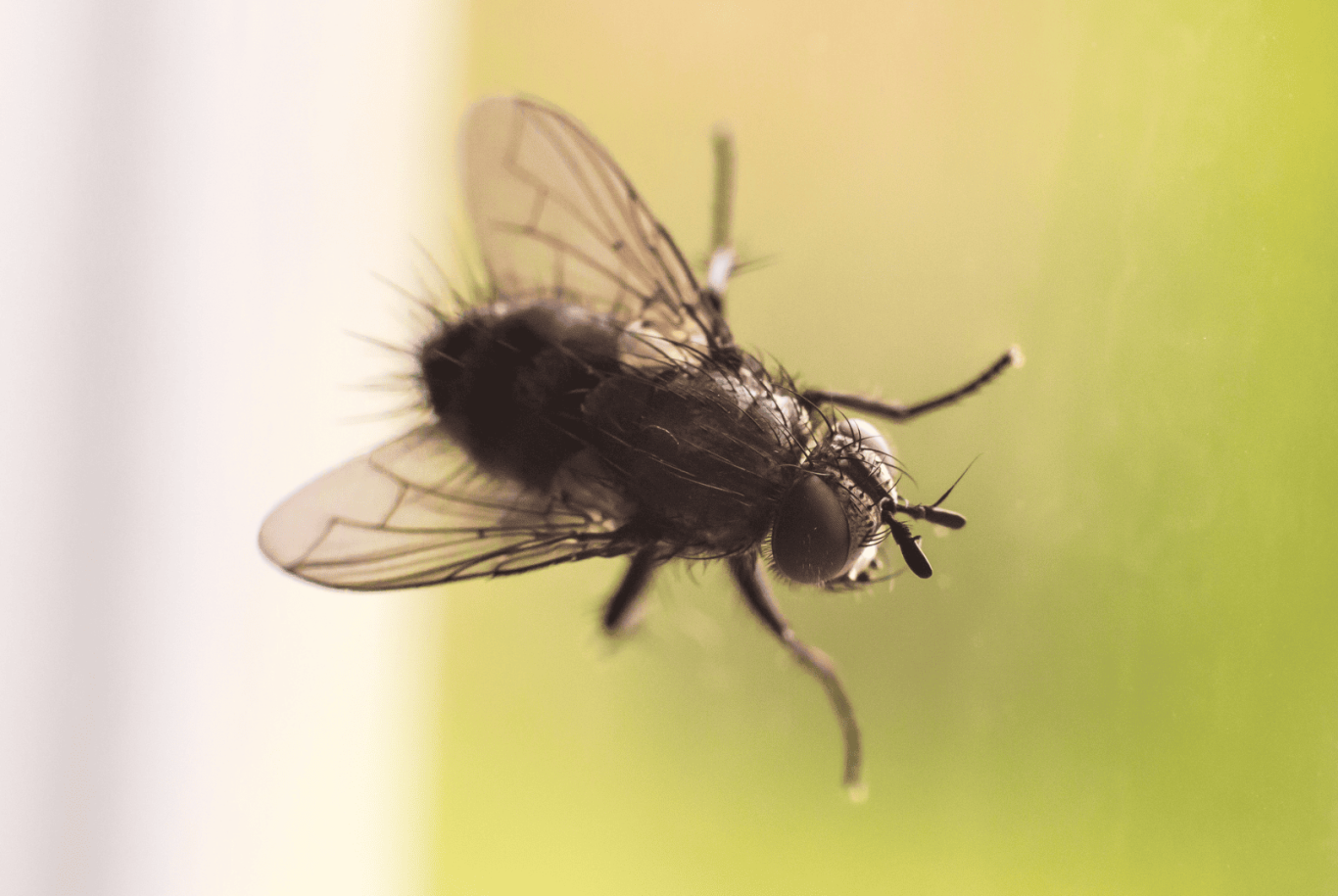 Mouche sur une vitre