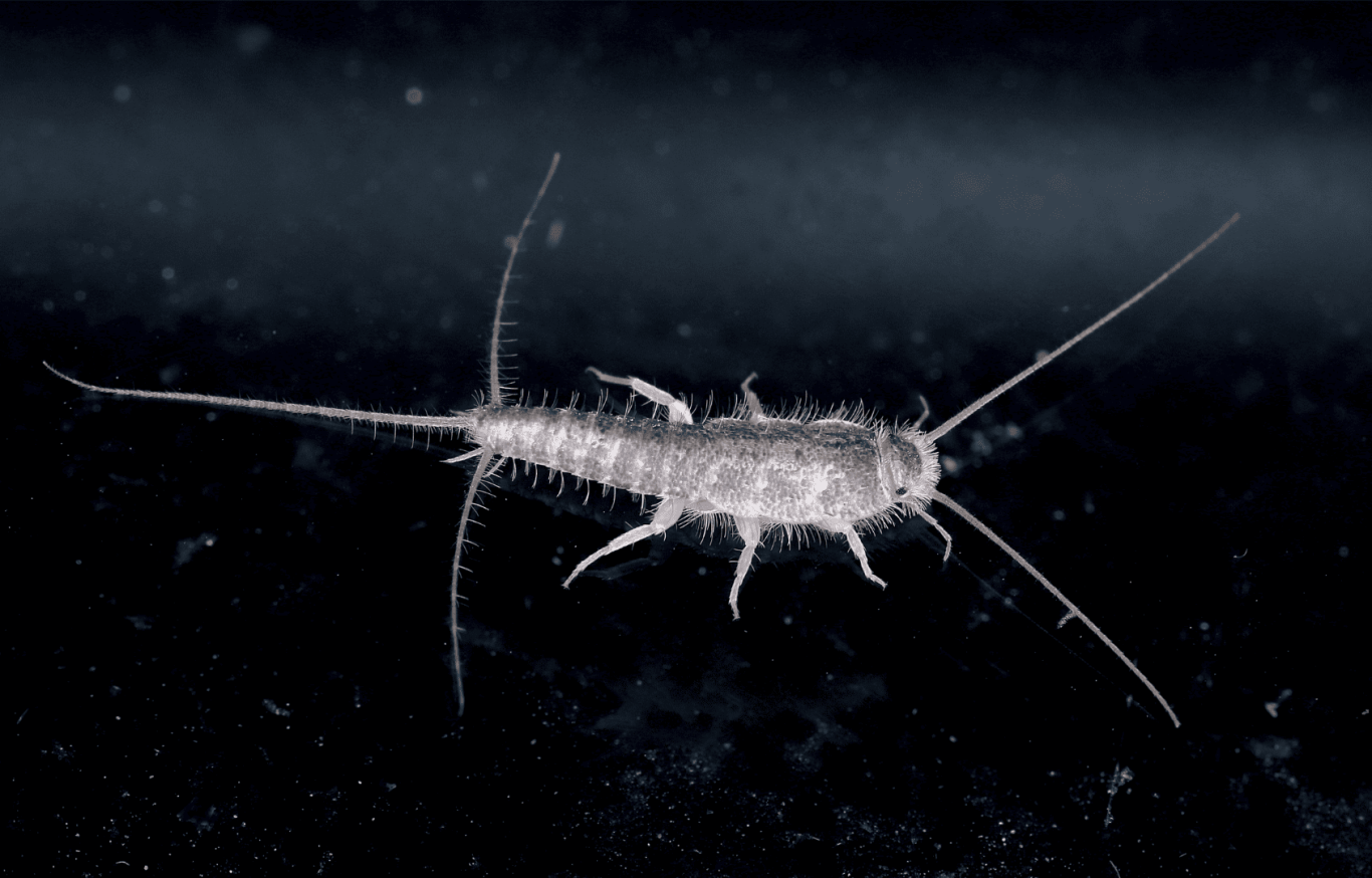 insecte poisson d'argent sur fond noir