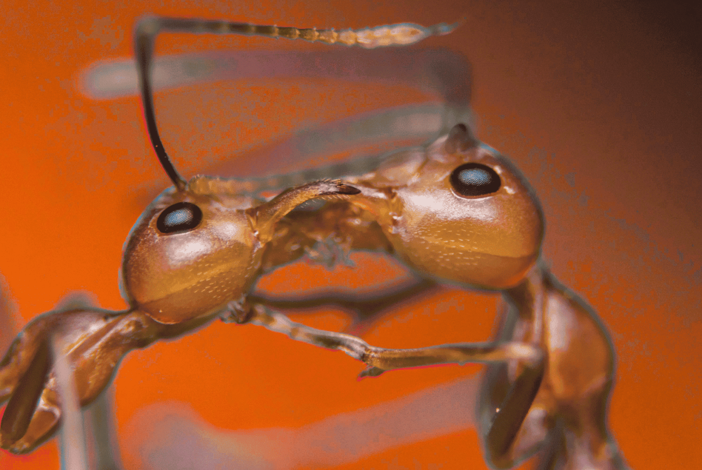 Deux fourmis